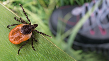 Deer Tick, Lone Star Tick or Dog Tick? How to Tell Them Apart