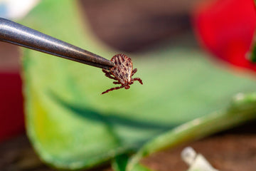How to Remove a Tick the Right Way (CDC Steps)