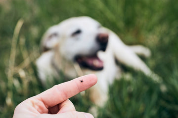 Tick Head Stuck in Skin? What to Do (and What Not To)