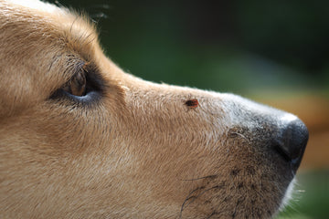 How to Check Your Dog for Ticks (and Where They Hide)