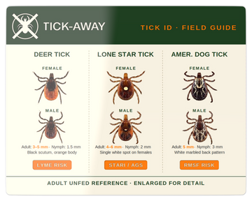 The Lone Star Tick and Red Meat Allergy: What to Know About Alpha-Gal Syndrome