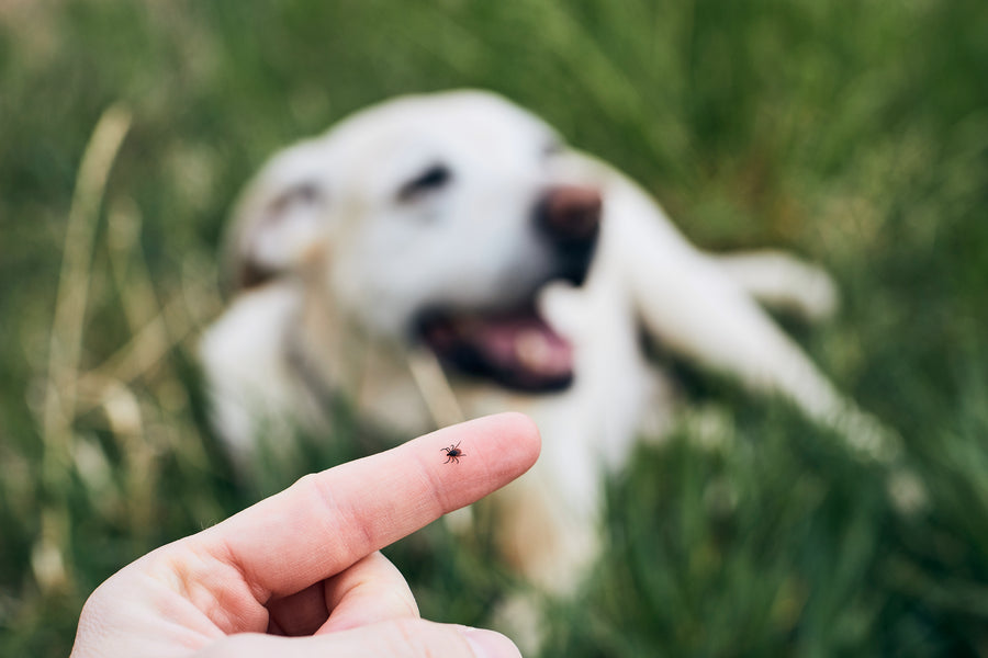 A tick on a fingertip in front of a golden retriever in tall grass